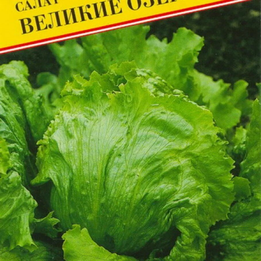 Салат зайка семена. Салат великие озера фото. Салат великие озера. Салат листовой великие озера-659 0,5гр семена алтая. Салат листовой великие озера 659.