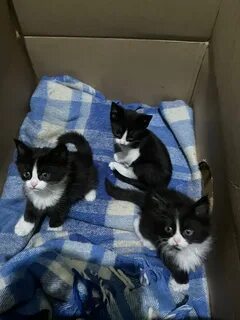 Кошка привыкает к дому