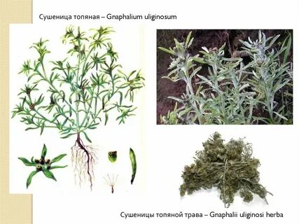 Сушеница топяная лечебные свойства