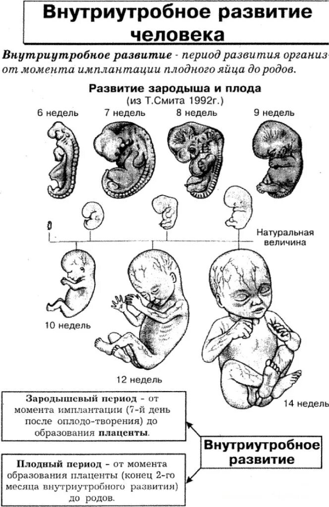 Периоды развития плода схема. Схема периодов внутриутробного развития плода. Периоды внутриутробного развития таблица. Плодный период развития зародыша. Особенности внутриутробного развития человека