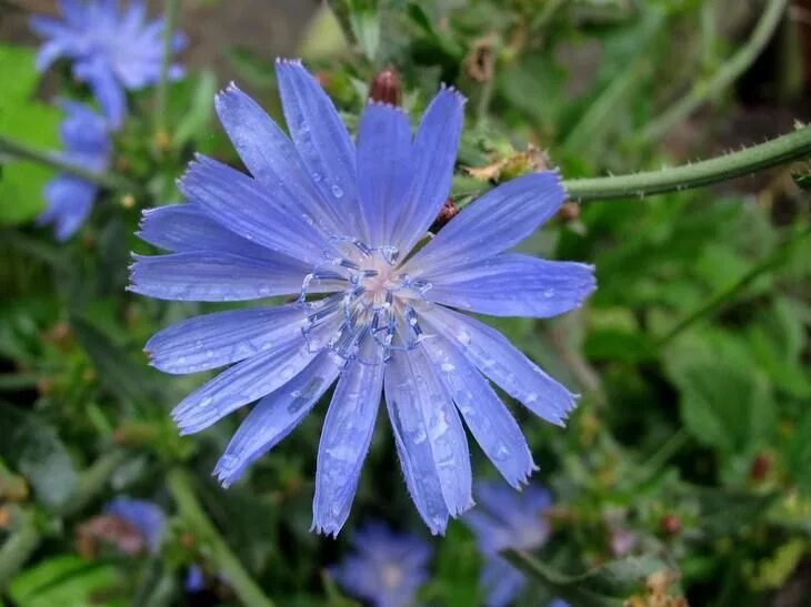 Free Images : flower, flowering plant, purple, lavender, spring, wildflower, lil