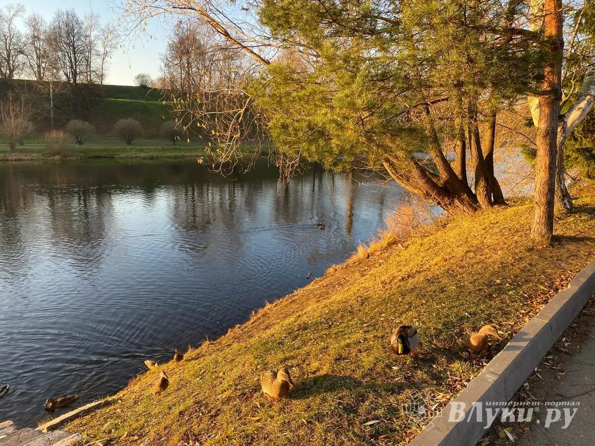 Погода в луки. Прогноз в луки. Территория великие луки. Великие луки граница. Погода в великих луках на сегодня.