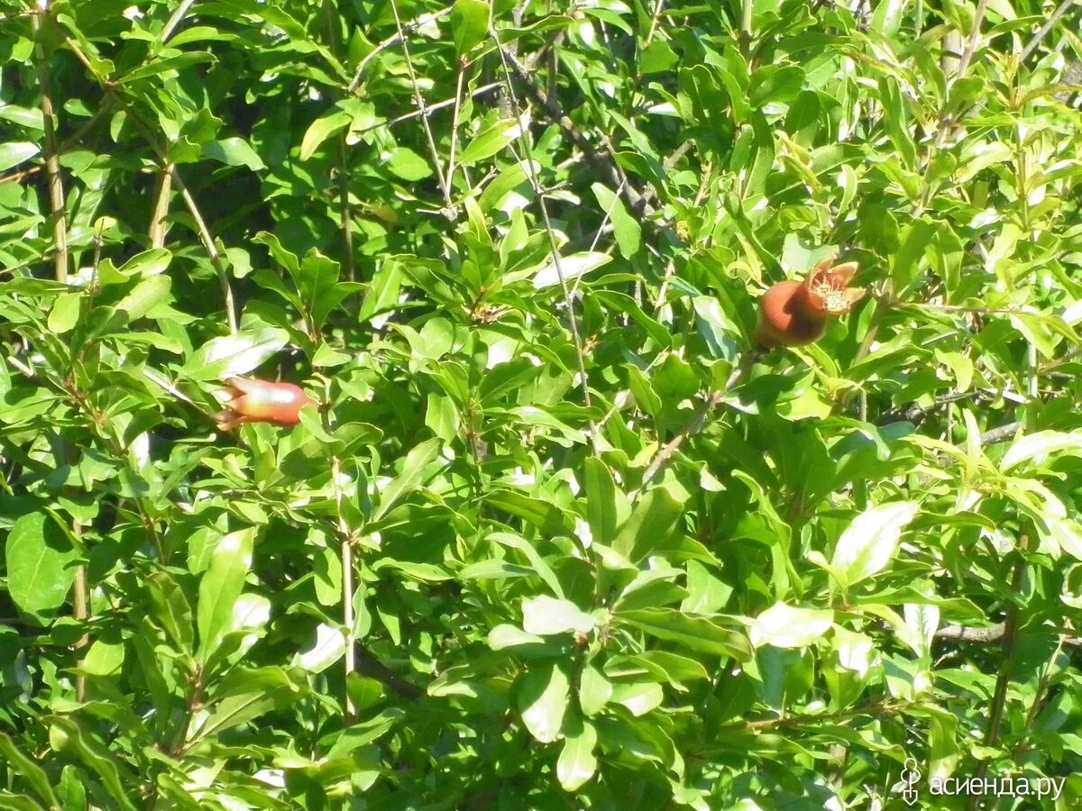 Авито краснодарский растения. Питомник гавриш рассада. Авито цветы комнатные. Авито краснодарский растения. Питомник растений кульшарипово альметьевск.