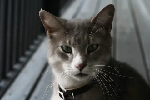 Именно кошки