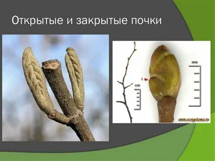 Почки разных растений
