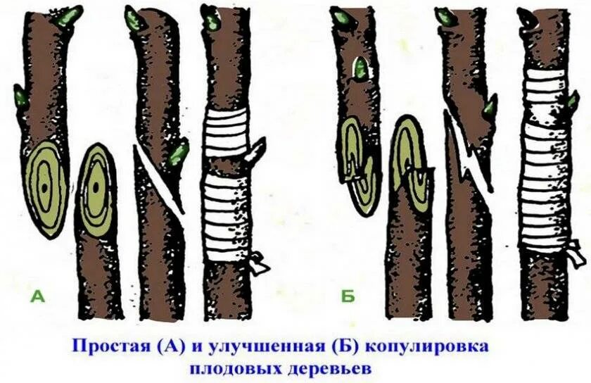 Размножение плодовых деревьев прививками