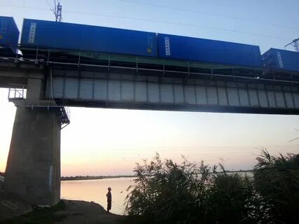 Восточный сосык староминский