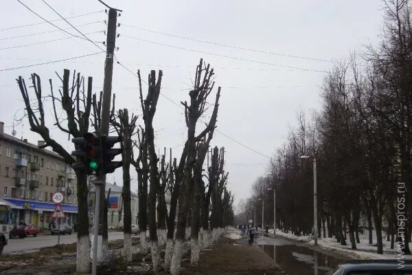 Кронирование это. Кронирование деревьев в Европе плохое. Кронирование сосен 5 метров. Кронирование оливки. Кронирование деревьев фото до и после.