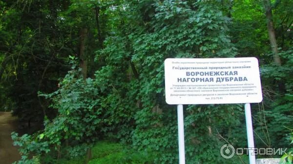 Воронеж дубрава фото Поросший лесом склон к... Нагорная дубрава "Улитинская" Landscapes and habit