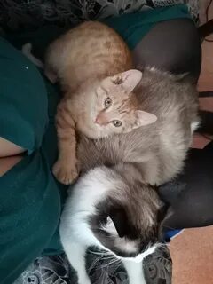 Как быстро приручить котенка