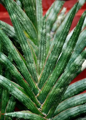 Sansevieria sp aff caulescens Sansevieria, Plants, Garden