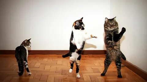 Песня коты танцуют
