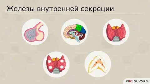 Печень смешанная секреция