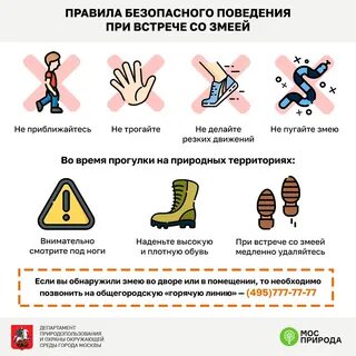 Правила при встрече с гадюкой
