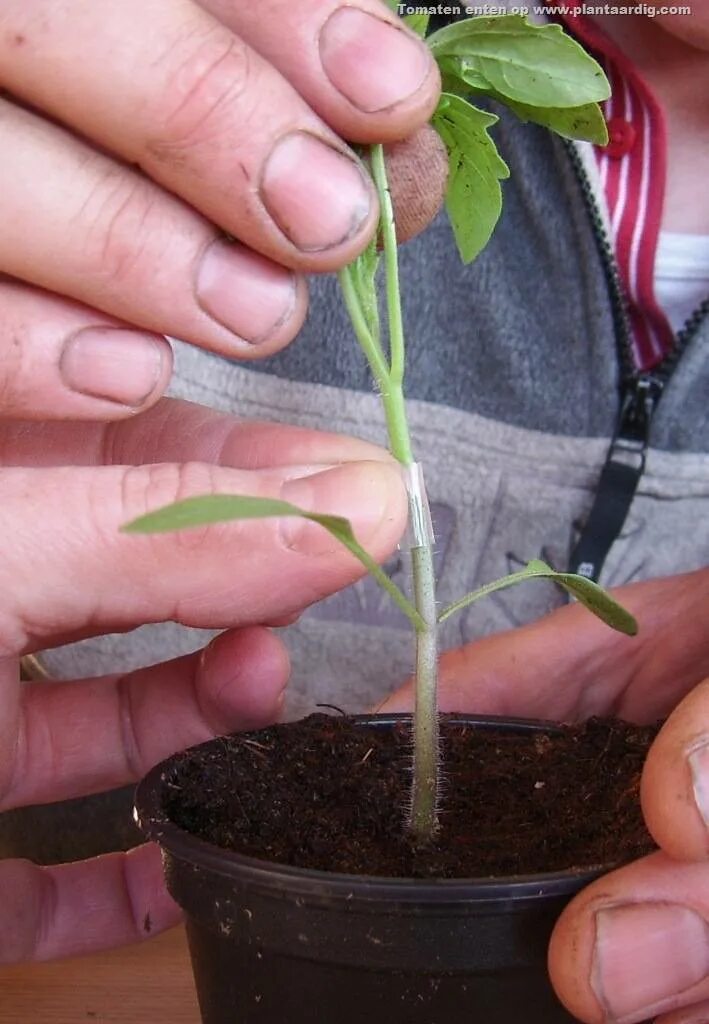 Максифорт f1. Подвой ферро f1. Томат максифорт f1. Подвой для томатов. Подвой для томатов.