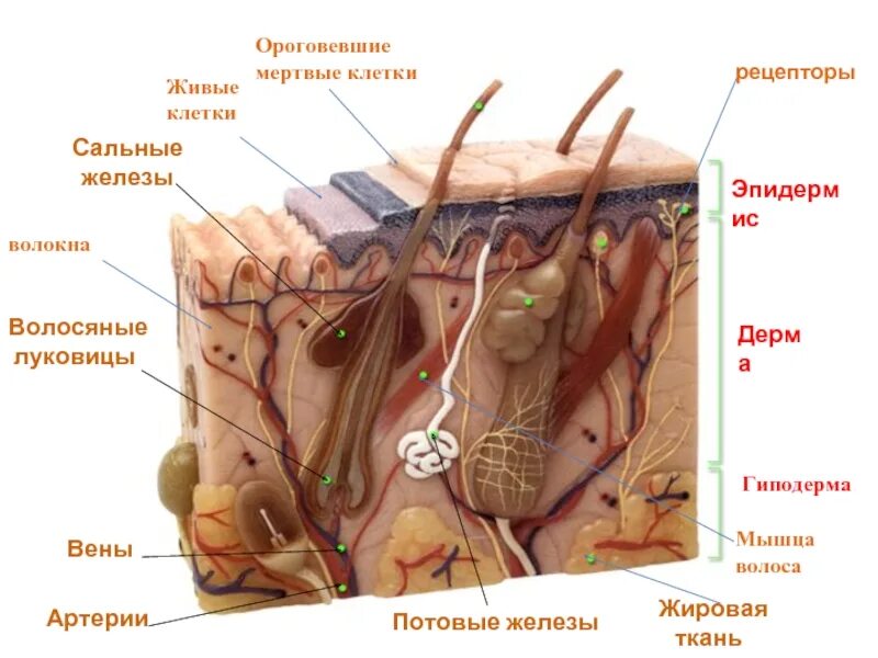 Ороговевшие мертвые клетки слой кожи. Строение кожи дерма сальная железа. Состав эпидермиса сальные железы. Дерма потовая железа кожа.