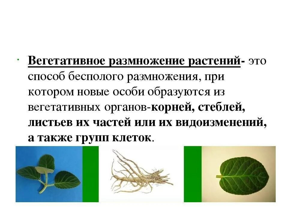 Понятие вегетативное размножение. Вегетативное размножкни. Вегетативное размножение это размножение. Вегетативное размноден. При вегетативном размножении используются