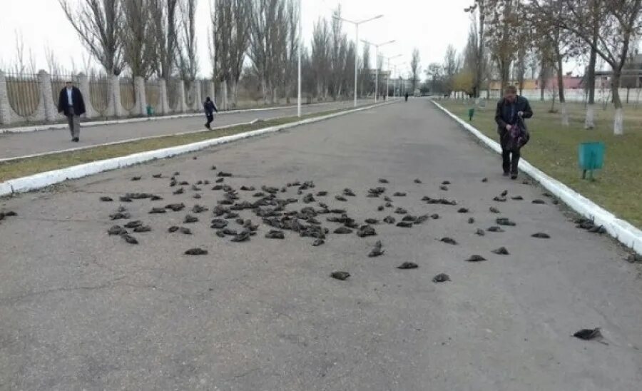 долина джатинга. упавшая птица. птицы падают с неба. птицы падают с неба. с неба упала птица.