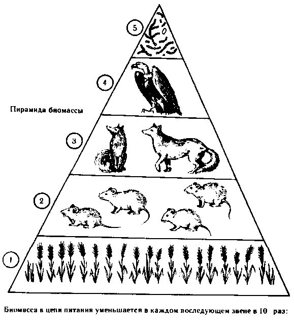 Экологическая пирамида рисунок. Экологическая пирамида биогеоценоза. Экологической пирамиды биомасс в лесных экосистемах. Пищевая пирамида биология. Пищевая пирамида пищевая цепочка.