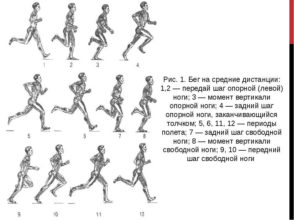 Бег техника для начинающих. Техники бега на средние дистанции. Совершенствование техники бега на средние дистанции. 3 Фазы бега на средние дистанции. Схема техники бега на длинные дистанции.