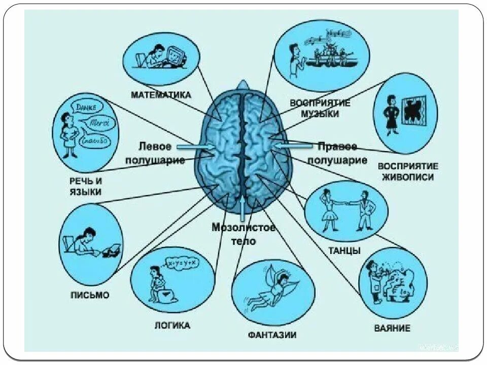 Функциональная асимметрия полушарий мозга. Функциональная межполушарная асимметрия мозга. Высших психических функций. Функциональная асимметрия коры больших полушарий.