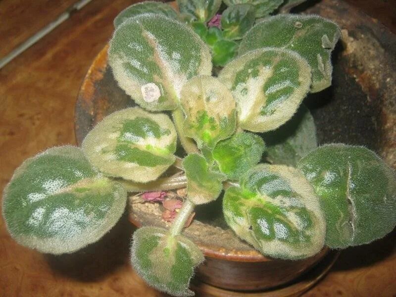 Пятнистость на листьях фиалок. Бронзовость у фиалок. Бурая гниль фиалки. Фиалки болезни листьев. Бурая гниль фиалки.