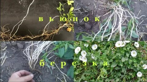 Как бороться с вьюнком