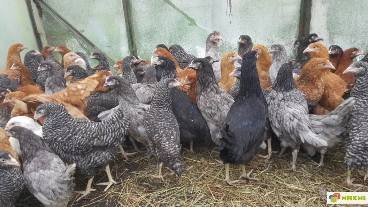 Домашний доминант. Куры несушки доминант. куры несушки породы доминант. куры породы чешский доминант. чешский доминант куры голубой.