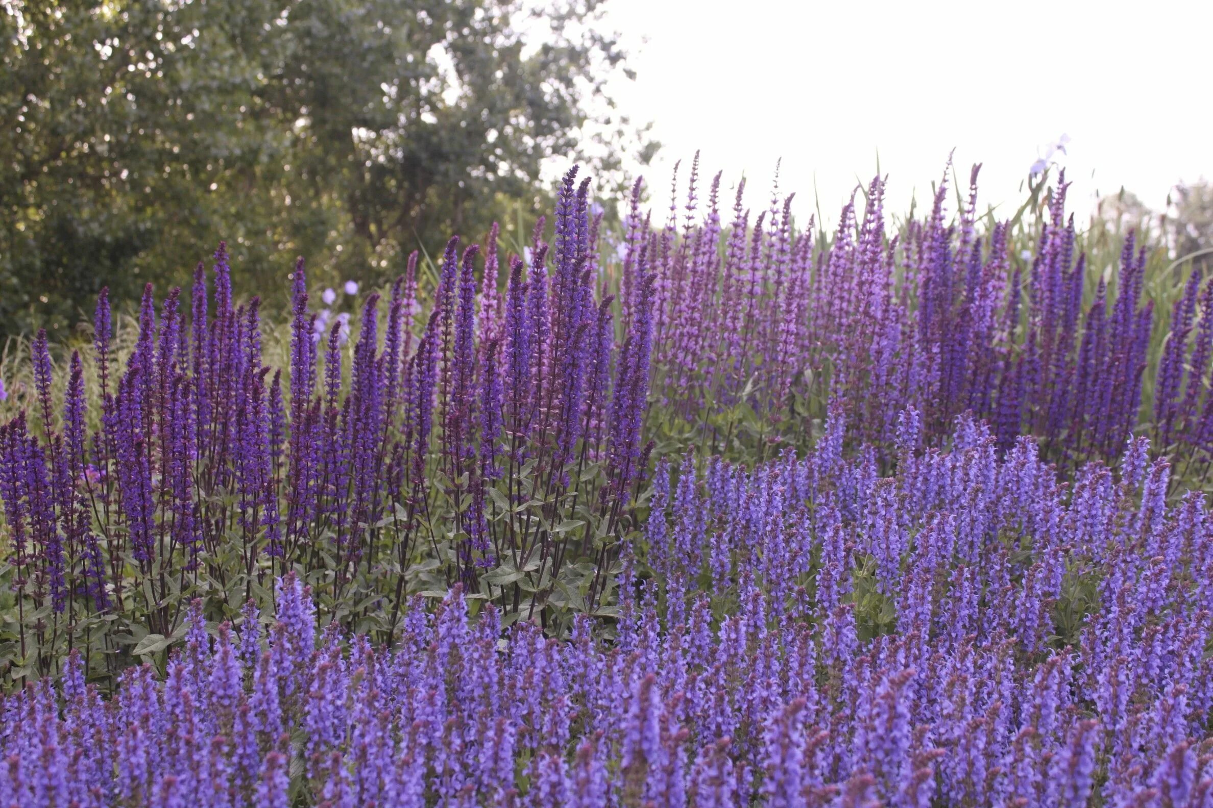 Котовник пит удольф. Шалфей дубравный 'mainacht'. Шалфей лекарственный (salvia officinalis). Шалфей луговой крым. Сальвия дубравная (шалфей) карадонна.