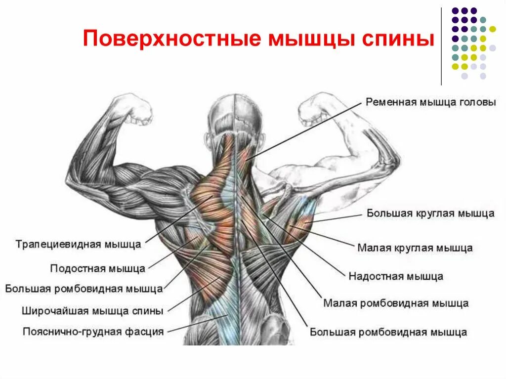 Название мышц спины человека. Мышцы спины строение названия. Атлас мышц спины человека. Мышцы спины схема. Части поясницы