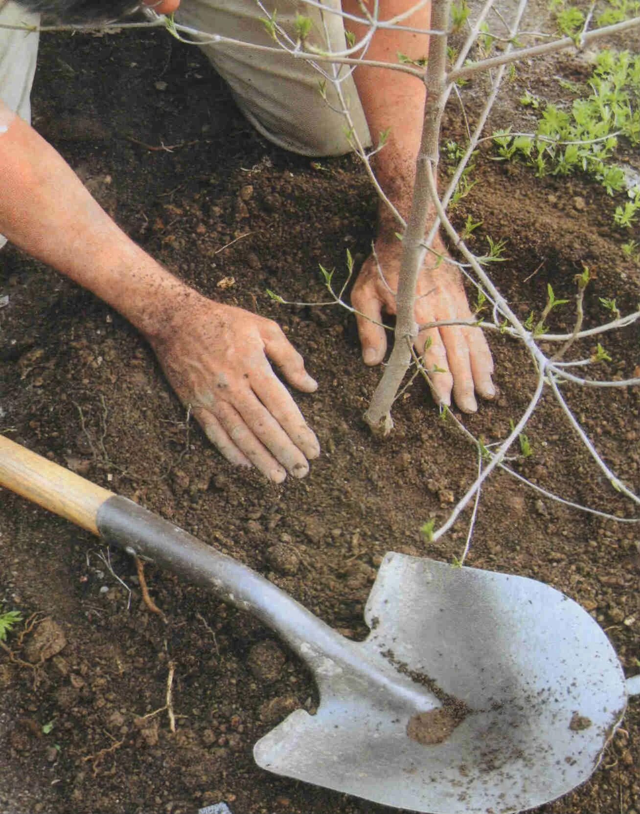 Саженцы деревьев с комом. Посадочная яма для дерева. Посадка саженца. Молодые деревья. Навоз для посадки плодовых деревьев.