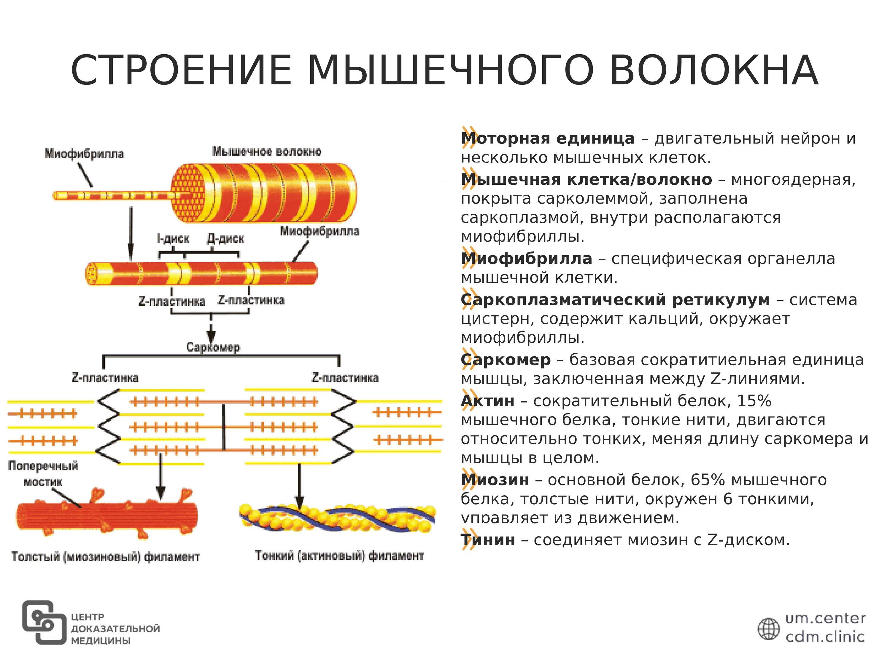 В состав мышцы входит. Схема строения мышечного волокна. Строение мышцы. Строение мышечного волокна. Строение миофибриллы волокна. Структурные элементы мышечного волокна.