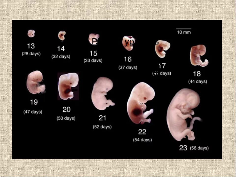 22 день эмбрион. Развитие эмбриона по неделям. этапы развития зародыша человека по неделям. человеческий эмбрион по неделям. стадии формирования эмбриона человека по неделям.