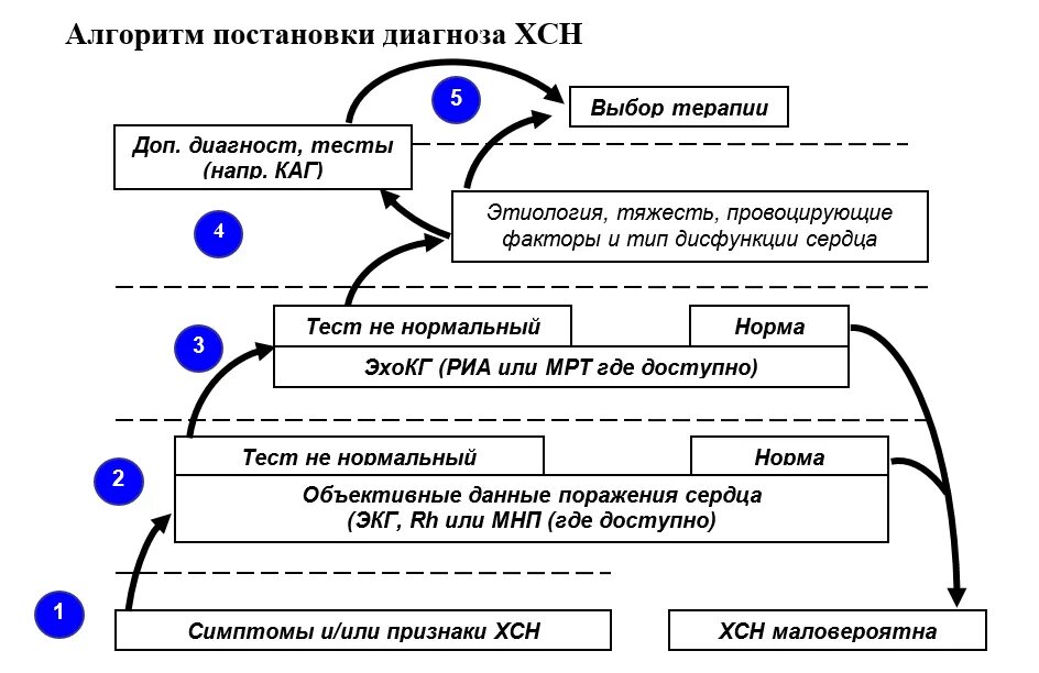 Диагностический алгоритм сердечной недостаточности. Алгоритм диагностики хронической сердечной недостаточности. Алгоритм постановки диагноза ХСН. Алгоритм диагностики ХСН.