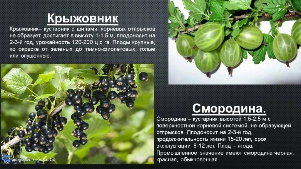 Как используют крыжовник. Кустарник крыжовник описание. крыжовник сорт берилл. строение плода крыжовника. плод крыжовника биология.
