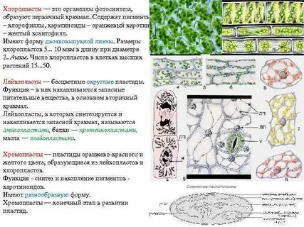 Пигмент хлоропластов