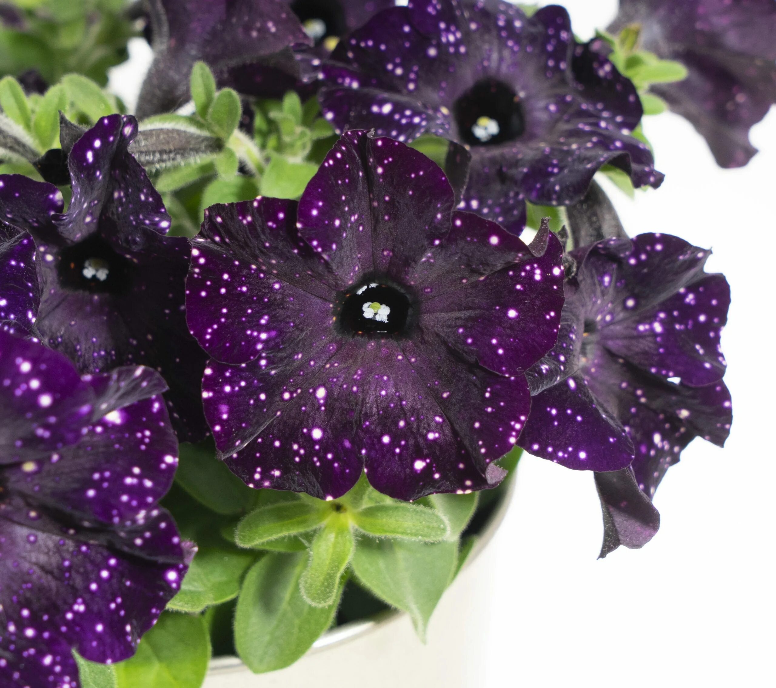 петуния ампельная night sky. петуния млечный путь вайолет. петуния найт скай. семена петунии звездное небо. петуния дот стар звездное небо смесь семена алтая.