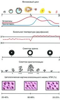 Симптом зрачка