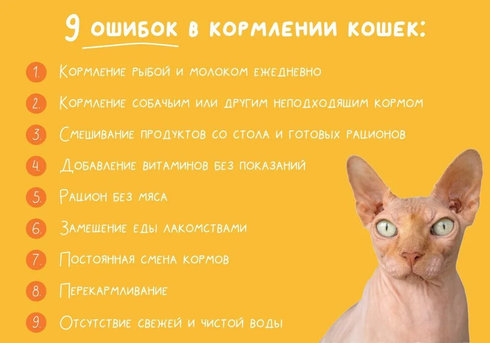 Сколько раз ест кот. Рацион кошки. чем нужно кормить кота. как правильно кормить кошку. рацион кота в день.