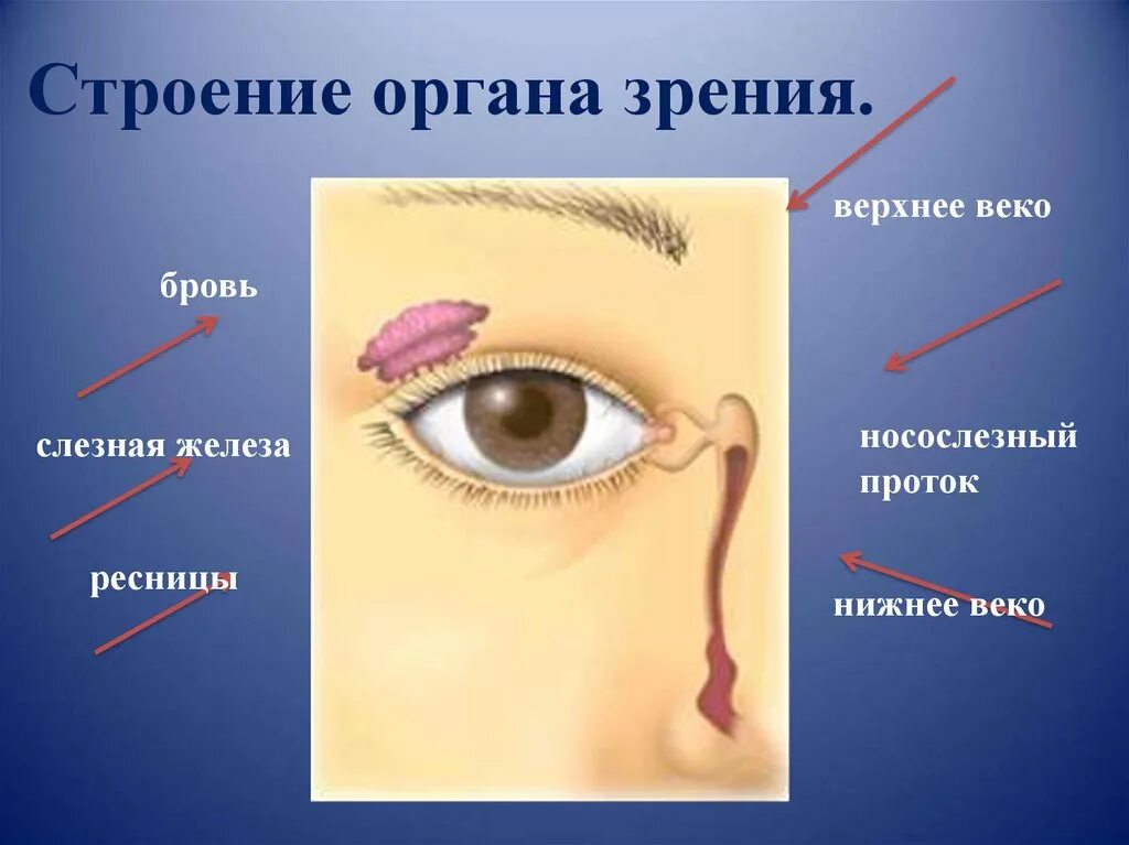 Зрительные органы чувств. Строение органа зрения. Орган зрения и зрительный анализатор. Слезная железа верхнего века. Структура органа зрения.