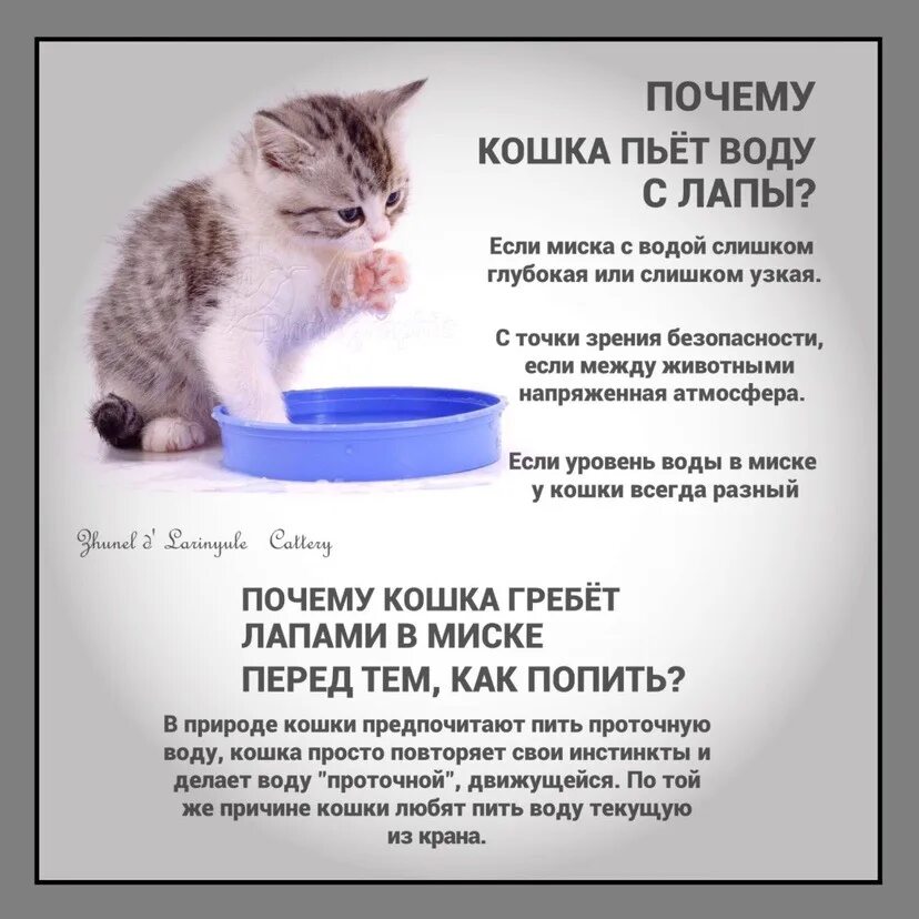 Кошка вялая не пьет. Котенок в воде. Кот пьет воду из миски. Котенок пьет много воды. Котенок в большой миске с водой.