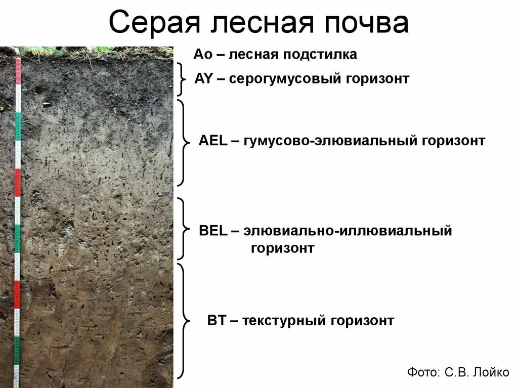 Условия образования серых почв. Гумусовый Горизонт серых лесных почв. Элювиальный почвенный Горизонт. Горизонт вымывания серых лесных почв. Серые Лесные почвы состав горизонтов.