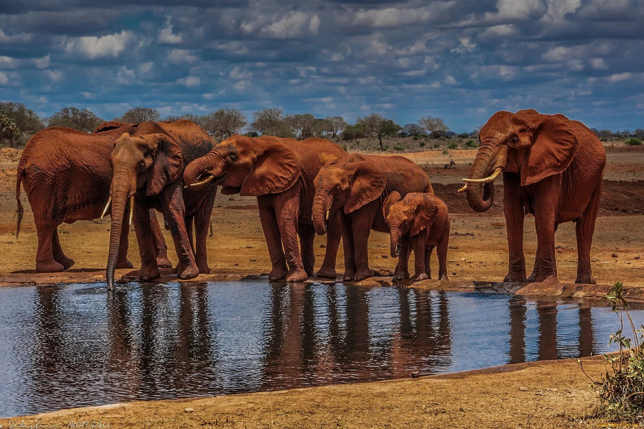 G elephant. Африканские слоны на водопое. Водопой в саванне. Африканская Саванна водопой. Слоны в саванне.