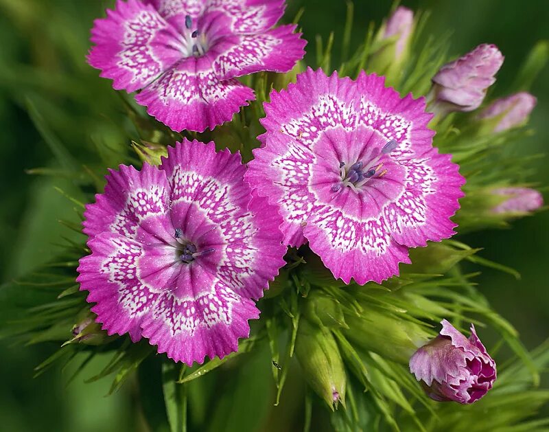 Гибридные гвоздики. Dianthus barbatus. Гвоздика Барбатус. Гвоздика Барбатус Грин. Цветок Диантус Плант.