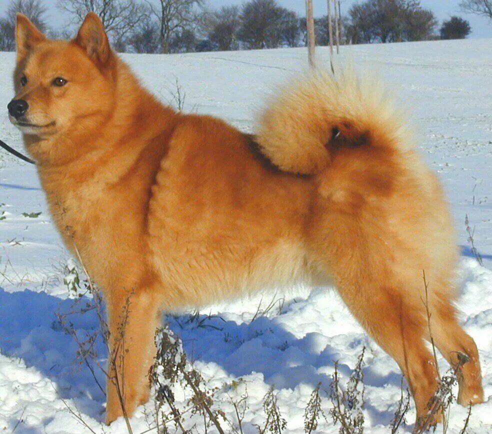 Карело-финская лайка. Карело финский шпиц. Карело финская. Рыжая лайка порода. Карело-финская лайка шпиц.