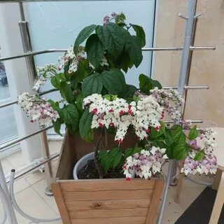 Клеродендрум горшок