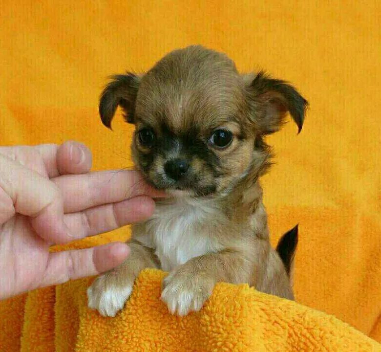 чихуахуа дир длинношерстный рыжий. мексиканский чихуахуа длинношерстный. чихуахуа добби длиношертсны. фото щенка чихуахуа длинношерстного. фото щенка чихуахуа длинношерстного.