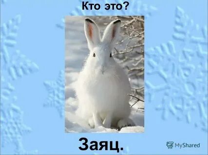 Кто же заяц