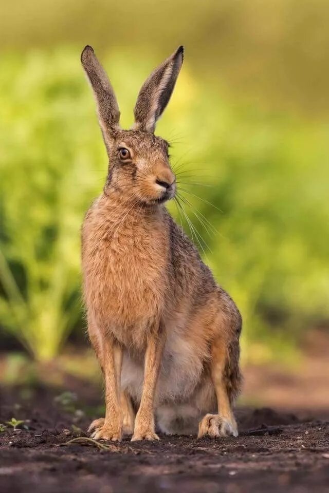 декоративные крольчата. каких цветов зайцы. маленький белый зайчик. каких цветов зайцы. карликовый русак кролик.