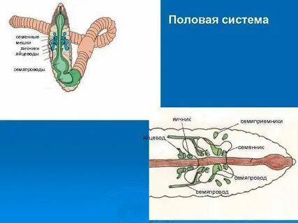 Кольчатые половая система